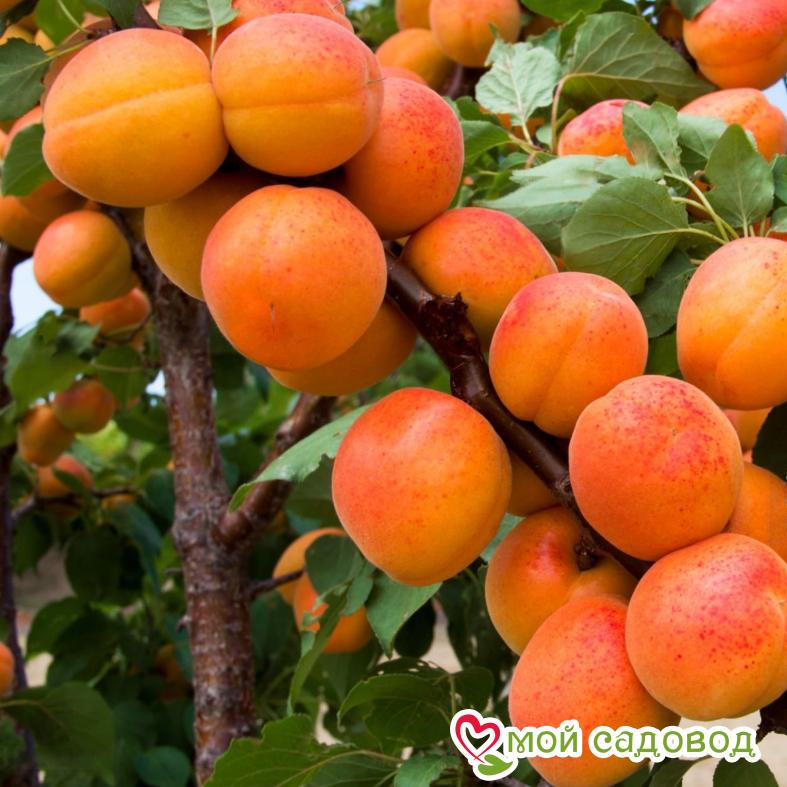 Абрикос Триумф северный