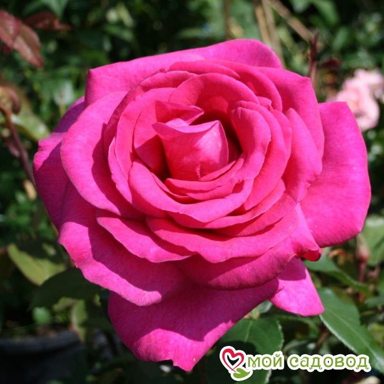 Роза Мальвина