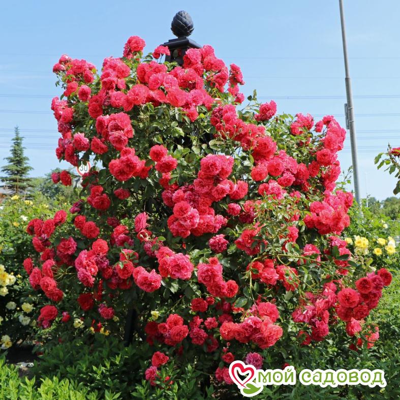 Роза Розариум Ютерзен