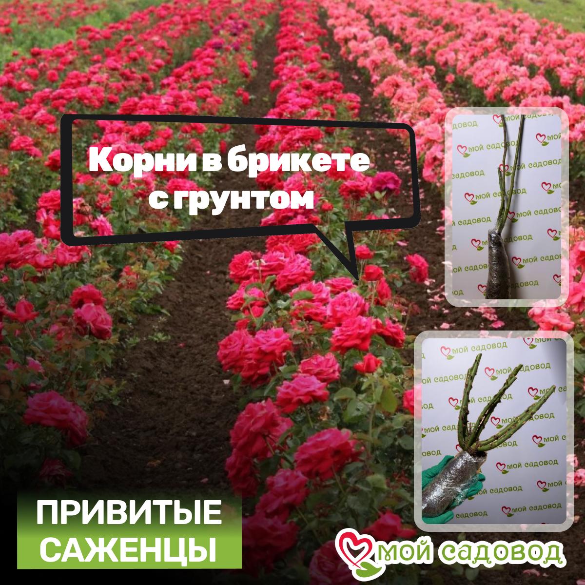 Роза Абрахам Дерби