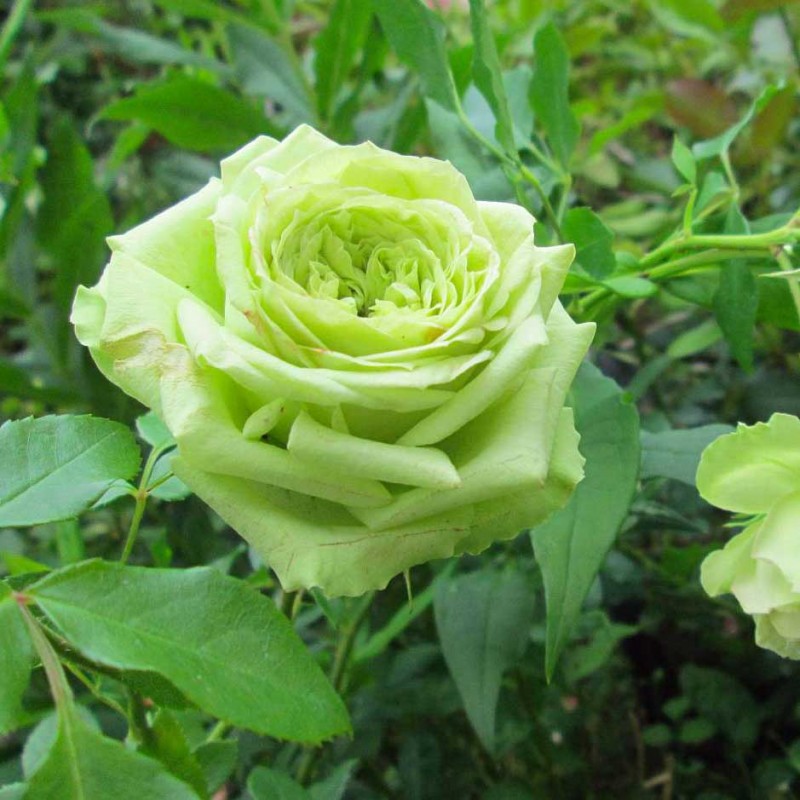 Роза чайно-гибридная Супер Грин