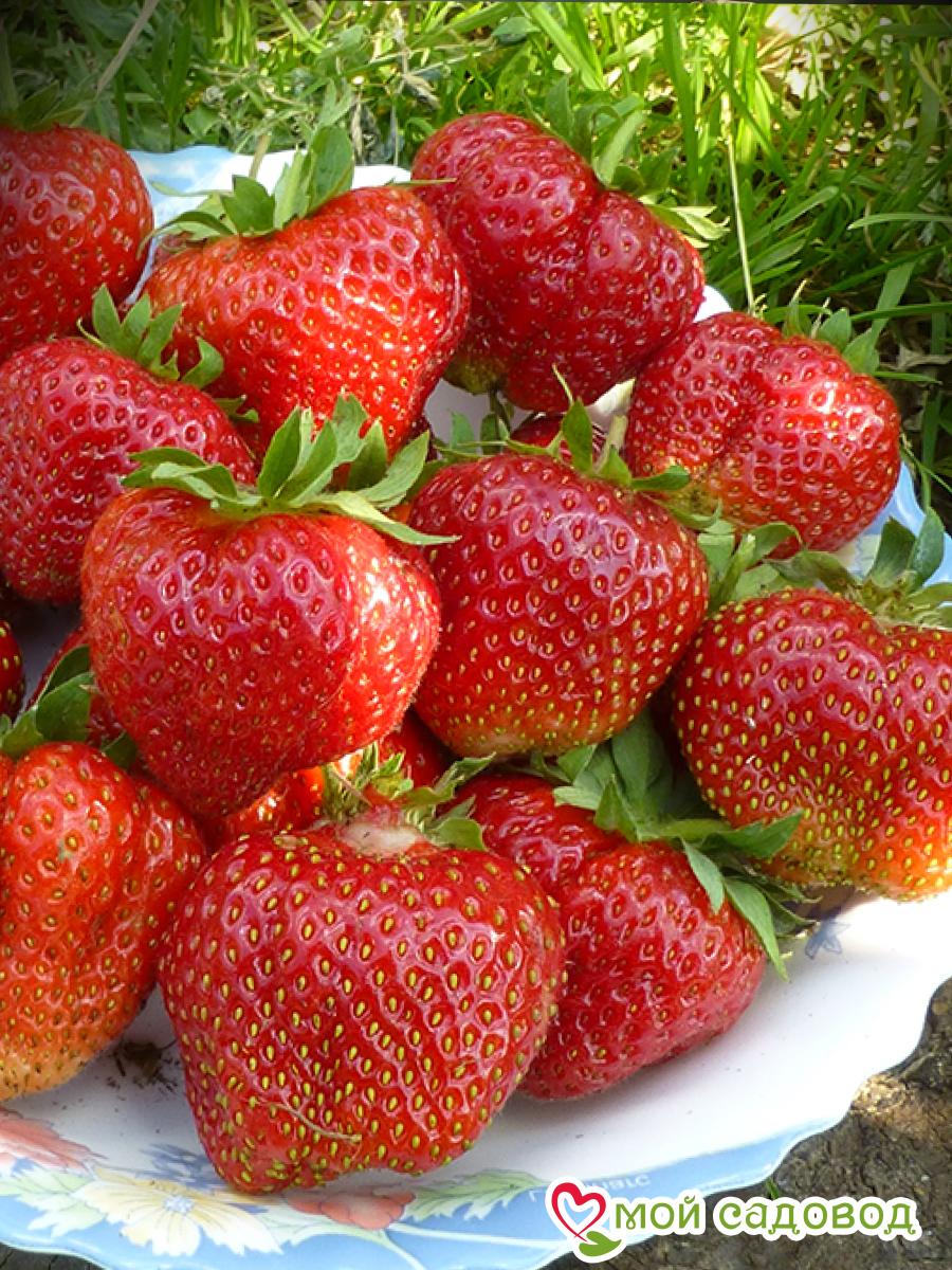 Клубника Лималексия