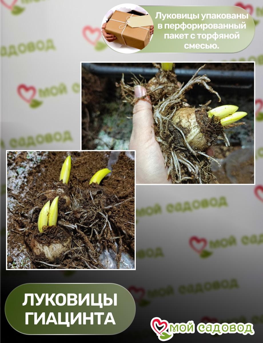 Гиацинт Арома Мэджик